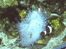 anemone